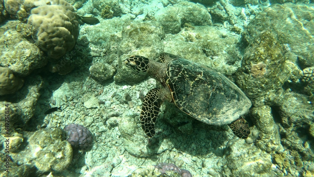 Fototapeta premium Schildkröte Tauchen 4K