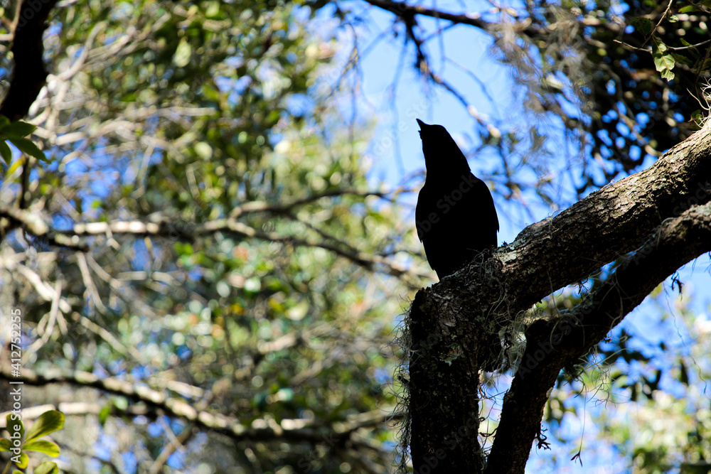 crow on a tree