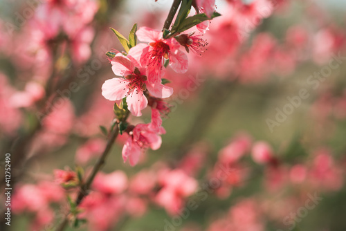 Springtime Blossom background. Beautiful nature with blooming trees. Spring flowers.