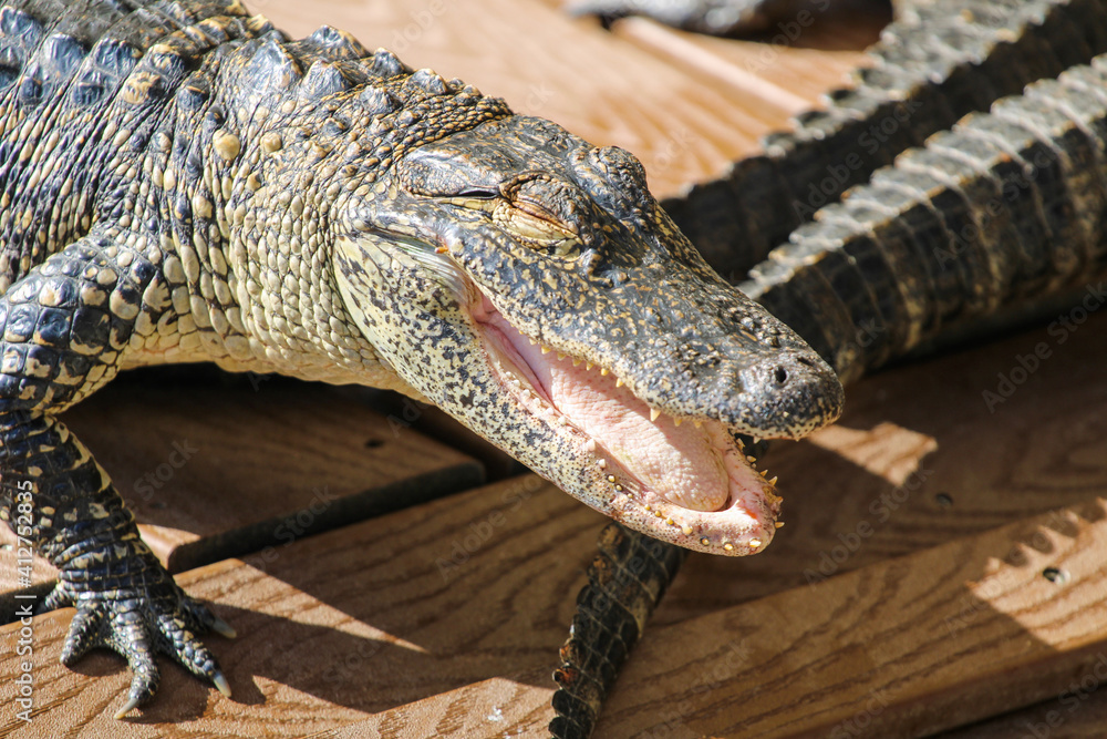 Obraz premium american alligator