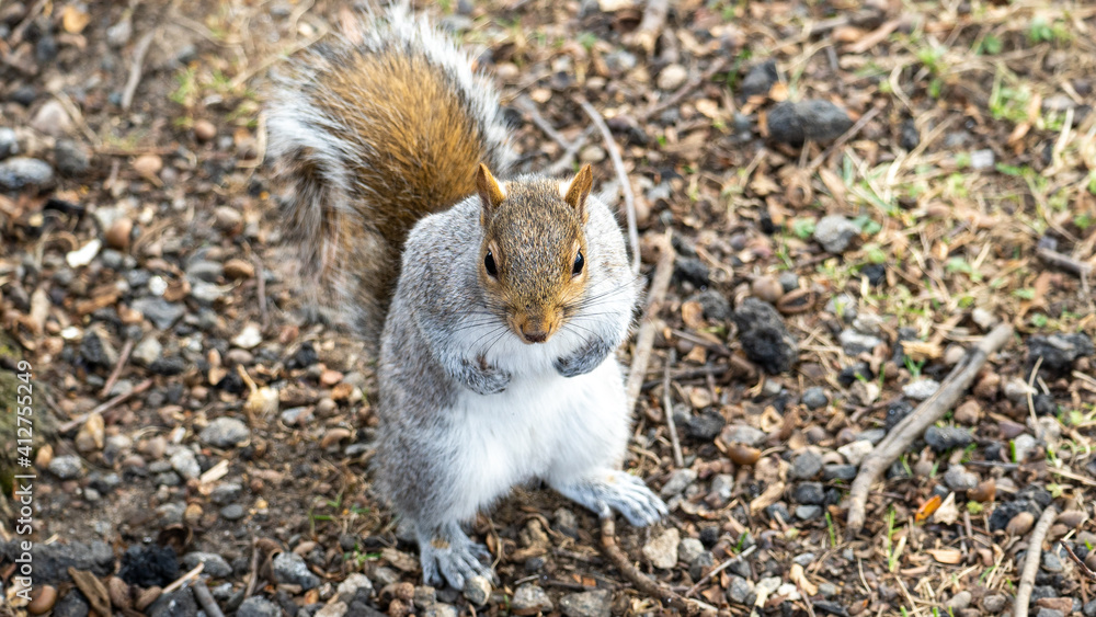 squirrel standing in the park squirrel standing in the park