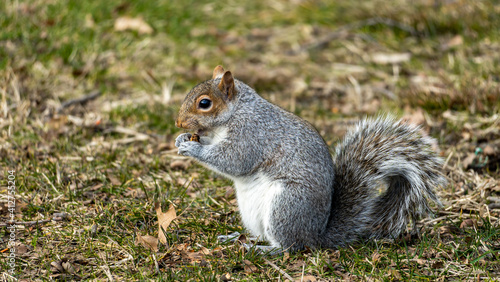 squirrel in the park eating a nut