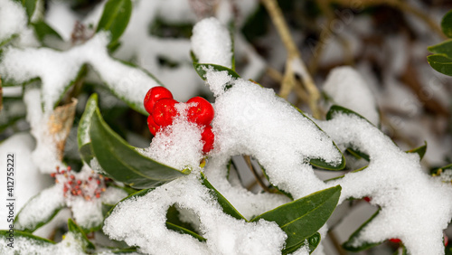 snow covered berries