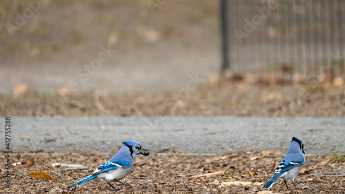 A blue jay picks up an acorn.