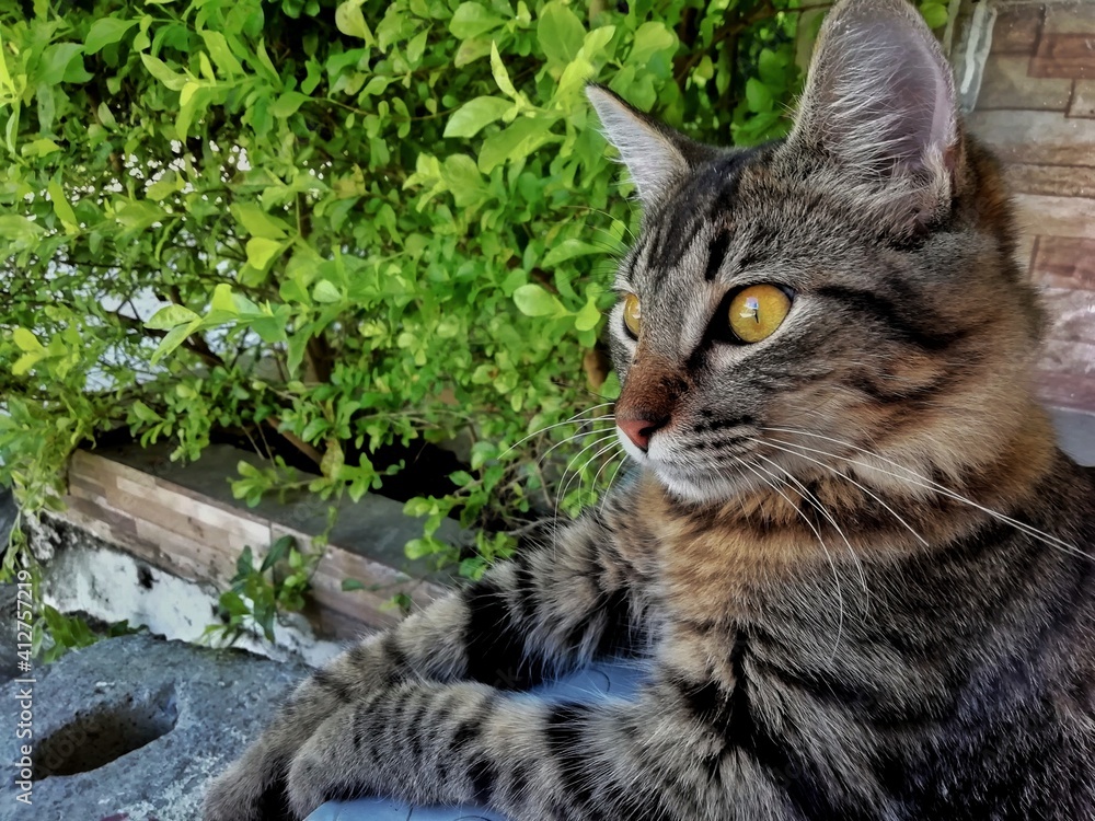 Fototapeta premium cat on the grass