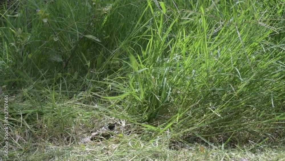 lawn mower weed very tall grass lawn mower weed very tall grass