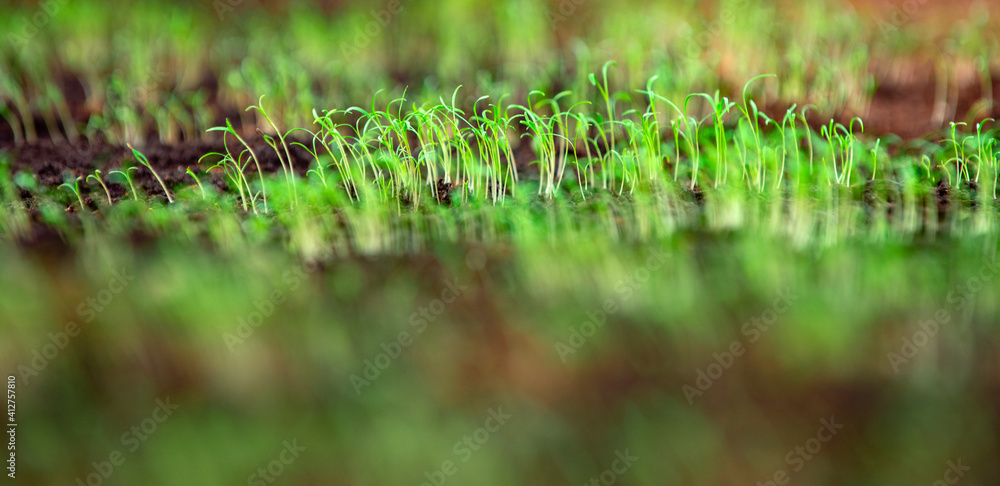 Growing herbs. Cultivation of crops. Vegetables and organic greens. Gardening and planting. Growing herbs. Cultivation of crops. Vegetables and organic greens. Gardening and planting.