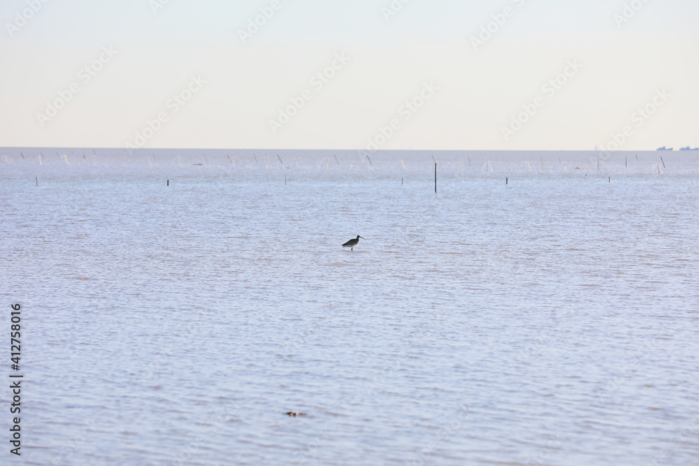 Birds inhabiting the beaches of the Bohai Sea, North China Birds inhabiting the beaches of the Bohai Sea, North China