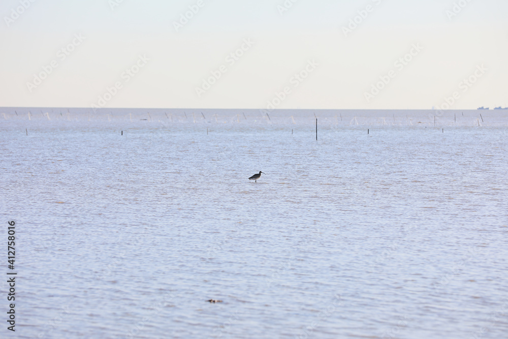 Birds inhabiting the beaches of the Bohai Sea, North China