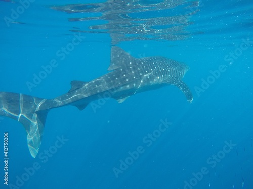 Whale Shark Adventures, Shot on GoPro!
