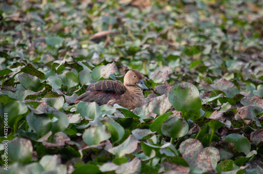 Fototapeta premium Lesser whishel duck