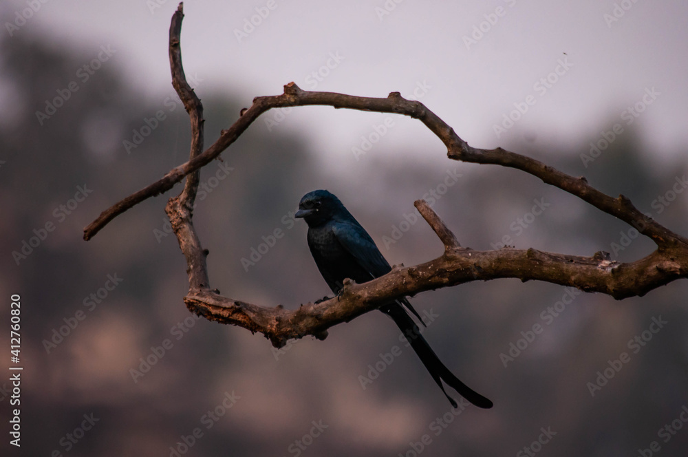 Obraz premium bird on a branch