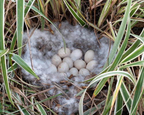 Muscovy duck egg-filled nest is surrounded by downy feathers and rests in a variegated green liriope plant. photo