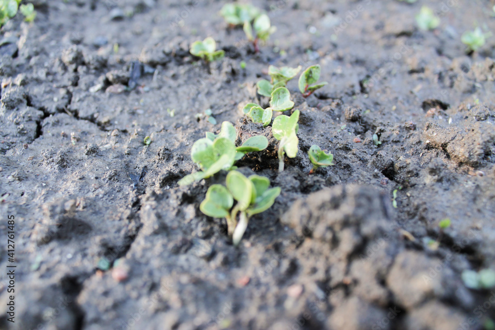 the early germination of radish the early germination of radish