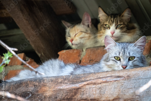 Three stray cats in abandoned building