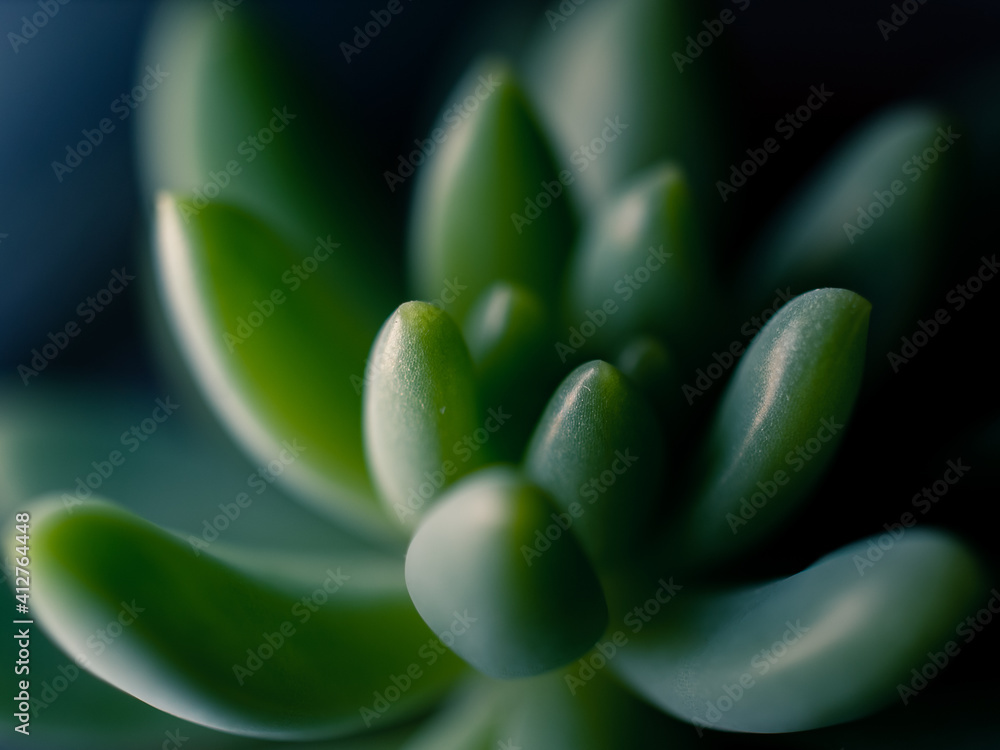 Fototapeta premium Green succulent