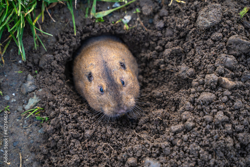 Valley Pocket Gopher (Thomomys bottae) emerging from the burrow.  photo