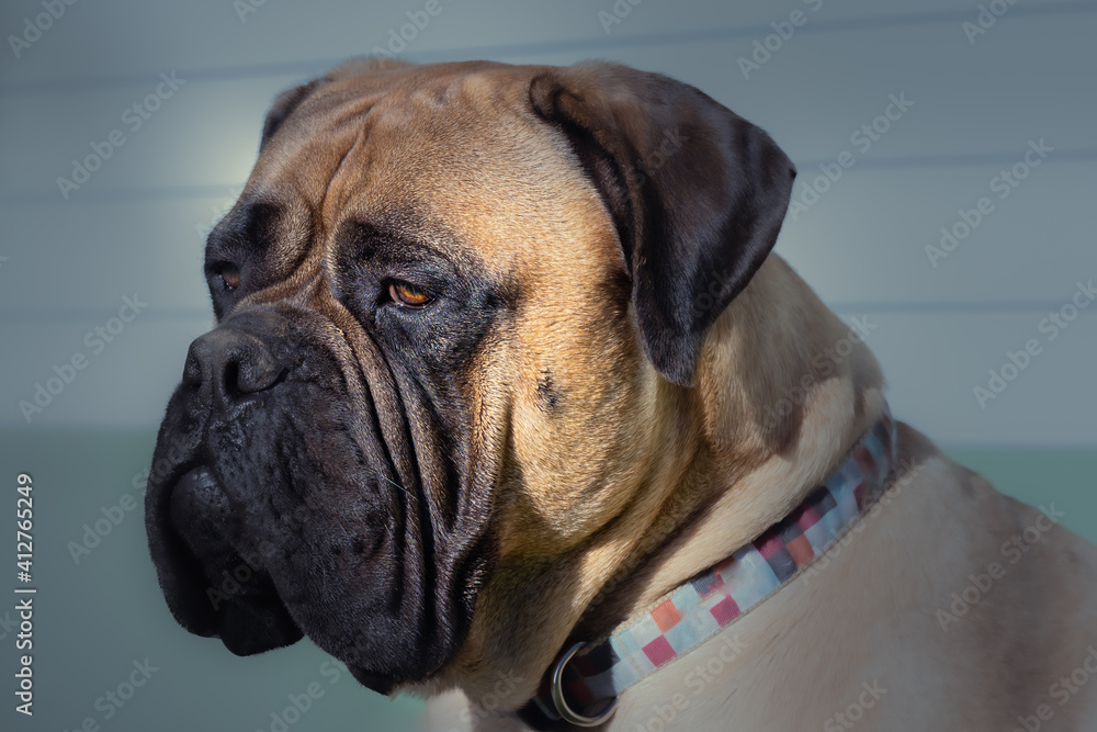 2021-02-10 PORTRAIT OF A LARGE BULLMASTIFF FACING LEFT IN FRONT OF  LIGHT GREEN BACKGROUND
