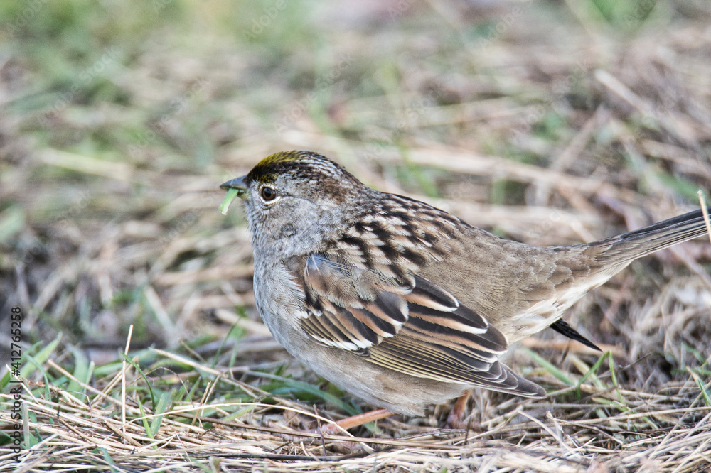 A close-up picture of an immature Golden-crowned Sparrow. Vancouver BC Canada
A close-up picture of an immature Golden-crowned Sparrow. Vancouver BC Canada