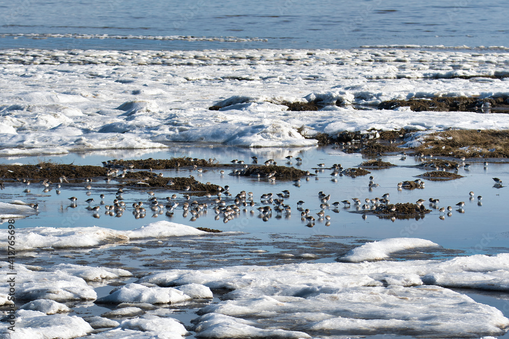 Many shorebirds eating on the shallow where with the ice and snow. Delta BC Canada
Many shorebirds eating on the shallow where with the ice and snow. Delta BC Canada