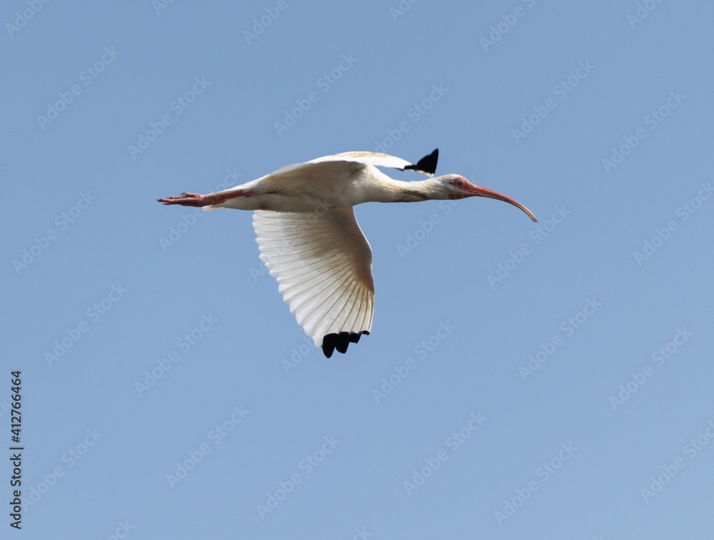 Pájaro ibis blanco volando en un cielo azul claro