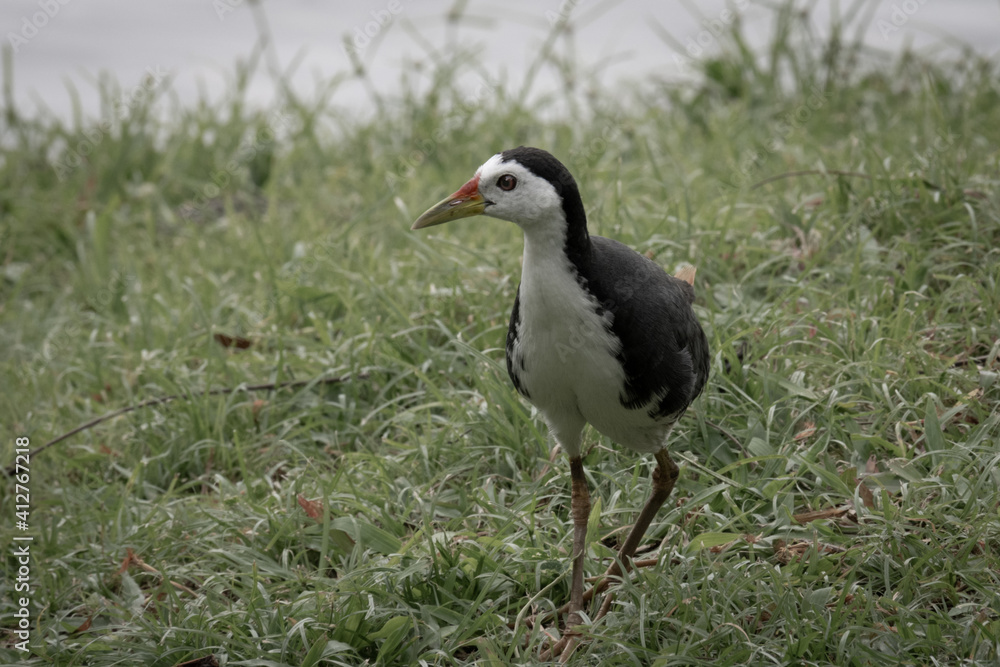 moody picture of a white breasted waterhen moody picture of a white breasted waterhen