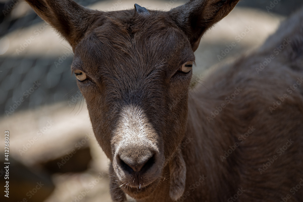 portrait of a goat portrait of a goat