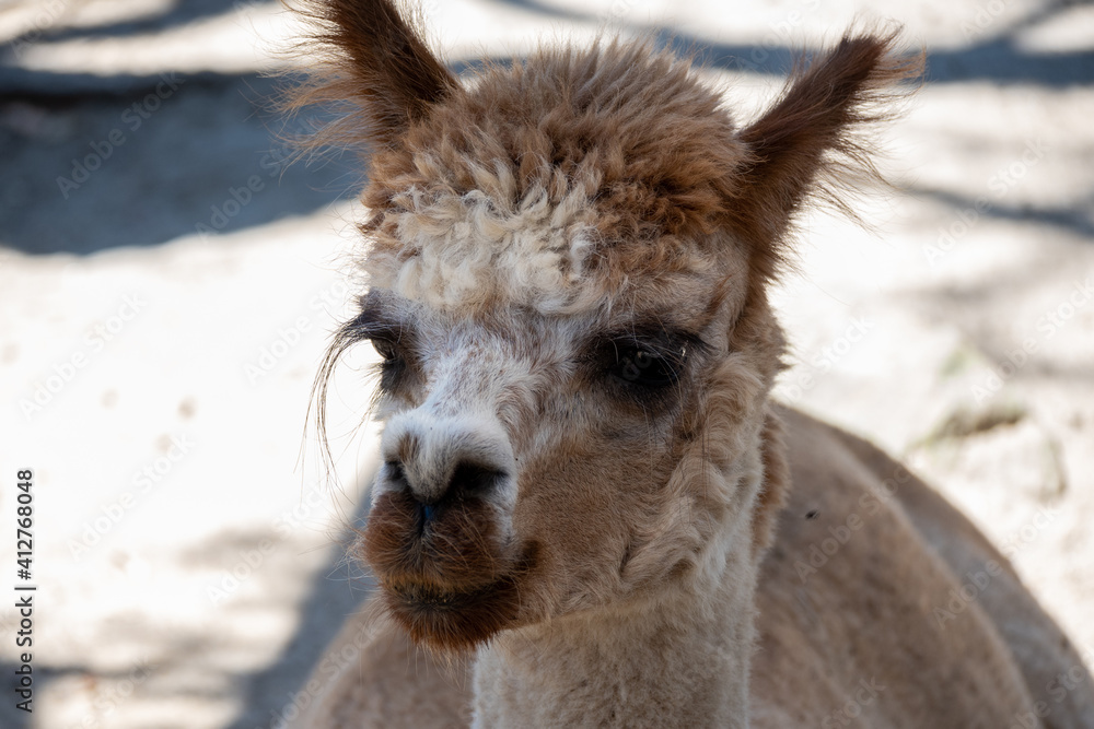 close up of a llama