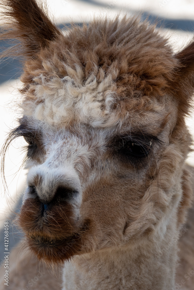 Fototapeta premium close up of a llama