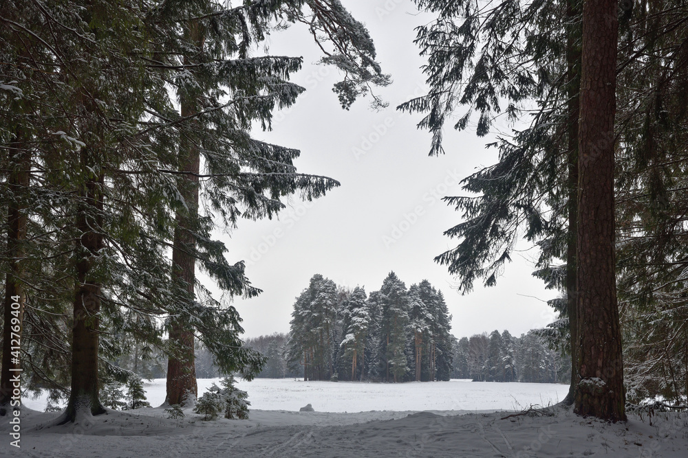 Winter landscape in the forest.