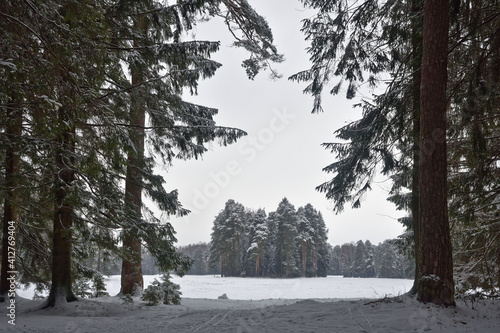 Obraz na płótnie Winter landscape in the forest. w salonie