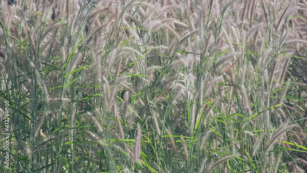 The grass swaying in the wind. Silver grass flower blowing in the wind, silver grass flower sway in the wind. The grass swaying in the wind. Silver grass flower blowing in the wind, silver grass flower sway in the wind.