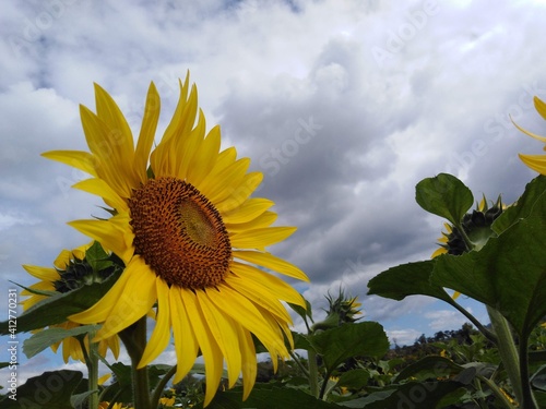 girasol viendo el cielo