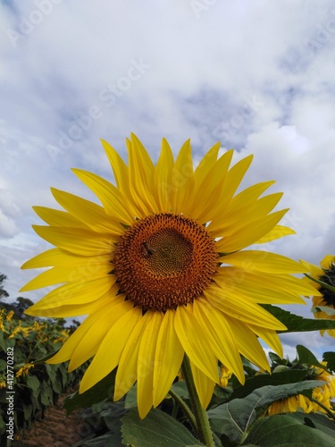 sunflower in the field