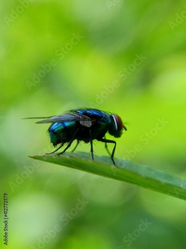 The exotic fly with  a natural background