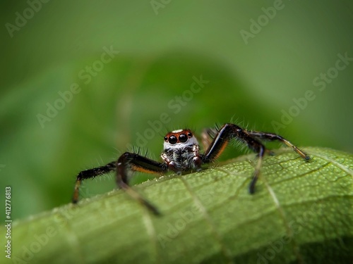 Two striped jumping spider on a leaf
