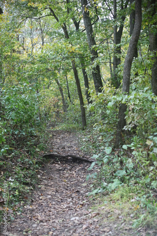 Fototapeta premium path in the woods
