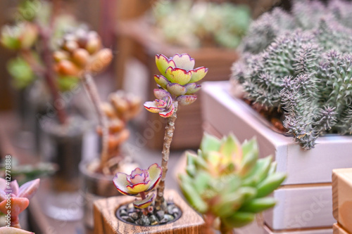 succulent plants