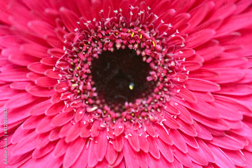 Macro photo of a Barberton daisy Macro photo of a Barberton daisy