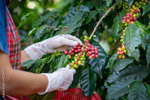 Agriculturist hands Harvesting Red and Yellow fresh Ripe Arabica or Robusta an organic coffee berries beans. Farmer crop fruit by hand in plantation.