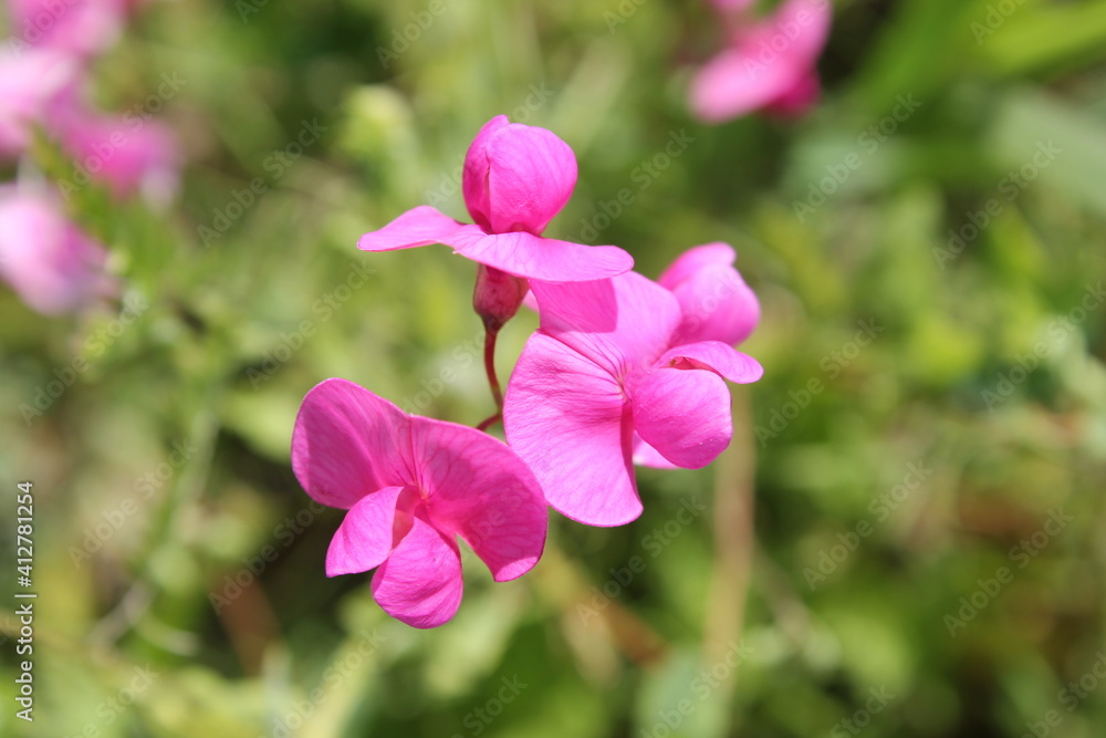 pink flowers in a garden pink flowers in a garden