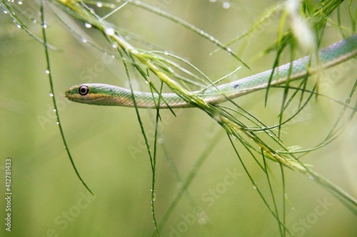 Green Garden Snake in the Morning Grass