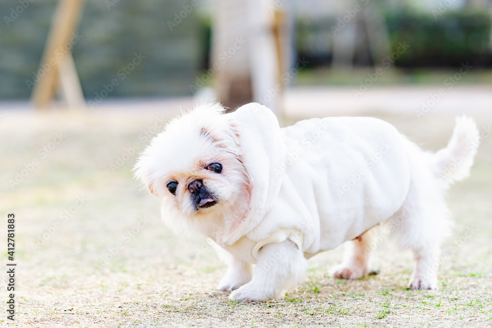 晴れた日に公園を散歩する犬