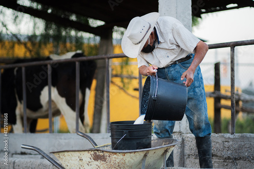 Man emptying a milk container into a barn with cows