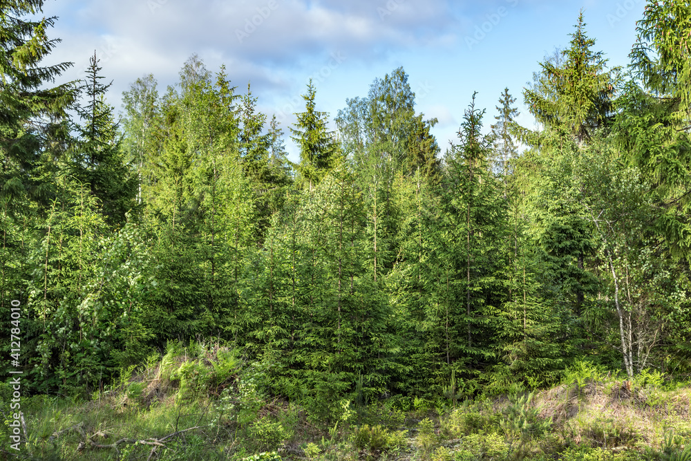 Pine green trees forest nature landscape