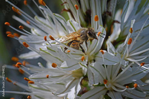 Closeup of a bee collecting pollen on white asphodel flowers photo