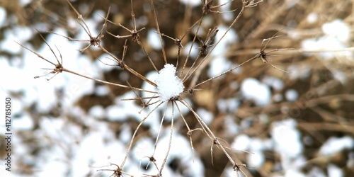 Fototapeta Naklejka Na Ścianę i Meble -  snow covered branches