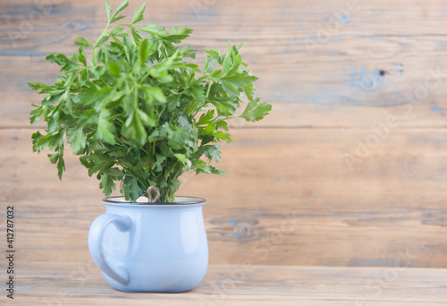 Fresh bunch green parsley bunch in blue bowl on wooden table background. Floral design element. Healthy eating and dieting concept