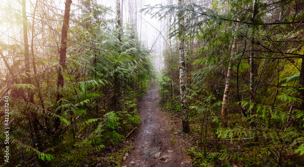 Mystical View of the Trail in Rain Forest during a foggy and rainy Winter Season. Woods in Squamish, North of Vancouver, British Columbia, Canada. Mystical View of the Trail in Rain Forest during a foggy and rainy Winter Season. Woods in Squamish, North of Vancouver, British Columbia, Canada.