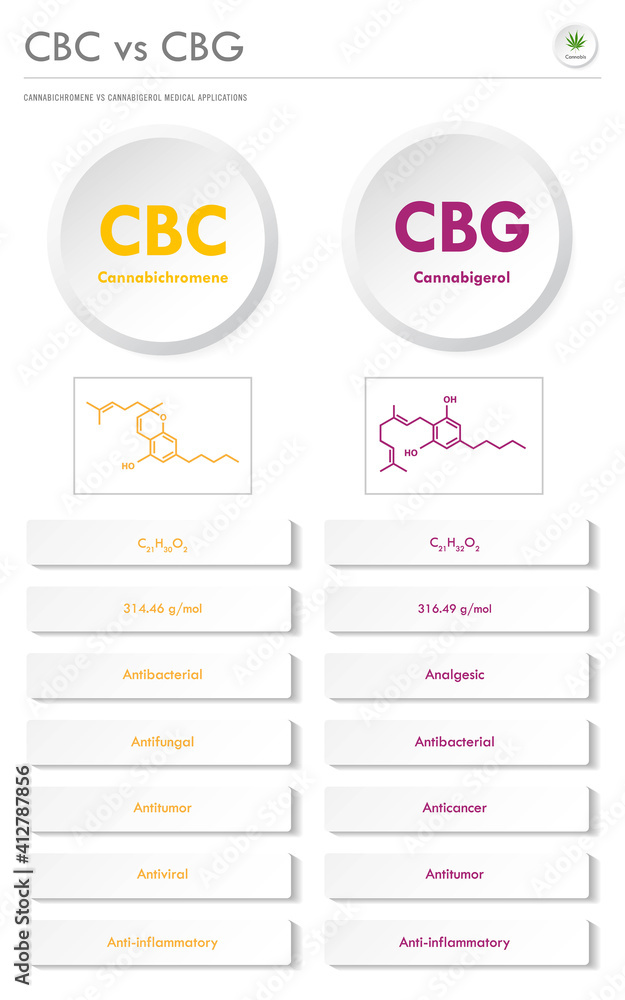 CBC vs CBG, Cannabichromene vs Cannabigerol vertical business infographic  illustration about cannabis as herbal alternative medicine and chemical therapy, healthcare and medical science vector.